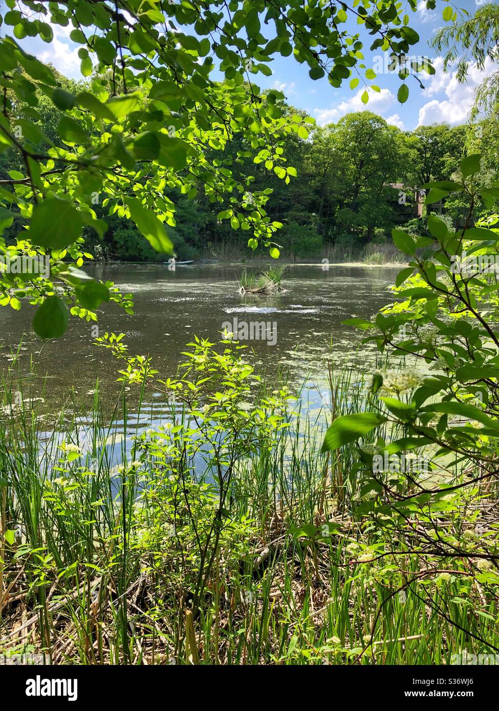 Calming nature. - Smartphone Captured Stock Image
