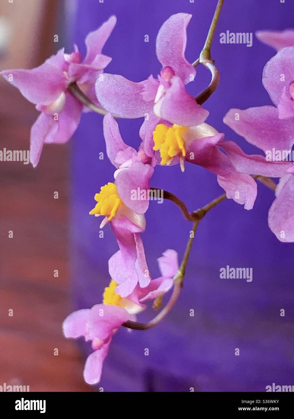Oncidian orchids hanging down against a purple and brown background - Smartphone Captured Stock Image