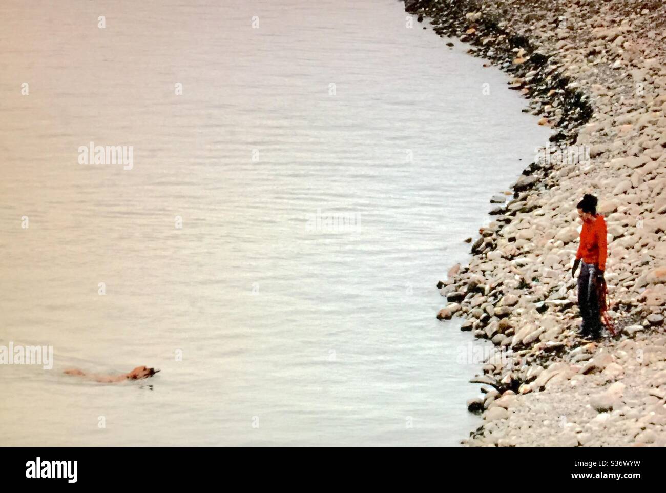 Lady in red, dog walking, fetching a stick from the lake, Ghost Lake, Alberta , Canada - Smartphone Captured Stock Image