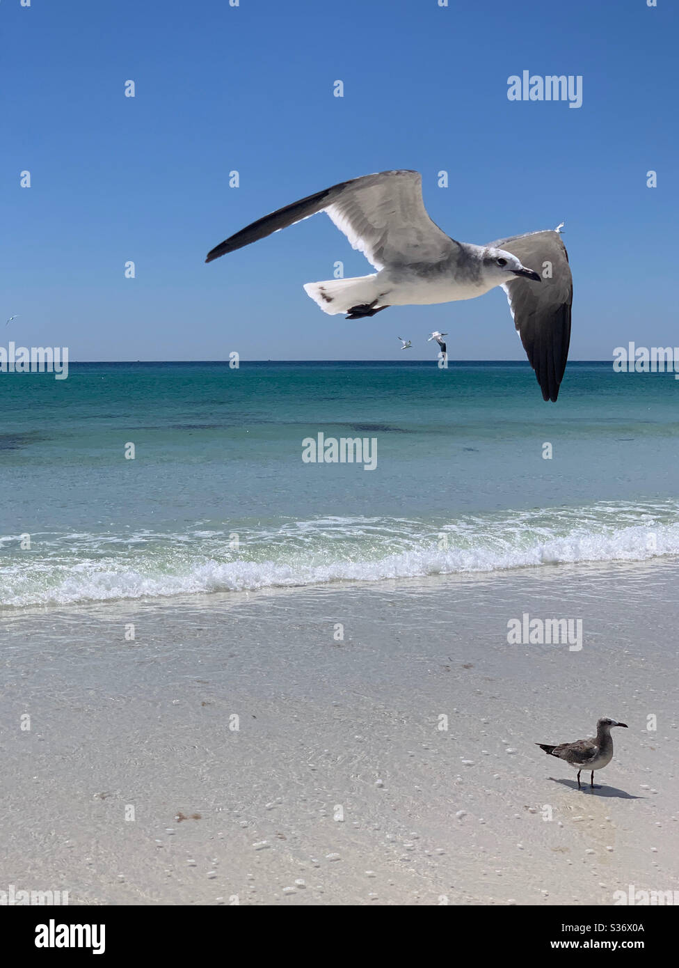 Seagull inflight with background of emerald colored water of the Gulf of Mexico - Smartphone Captured Stock Image