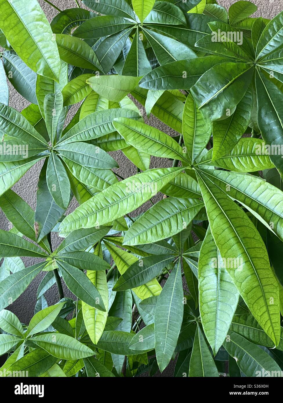 Full frame of the bright green leaves of a pachira aquatic, also known as a money tree - Smartphone Captured Stock Image