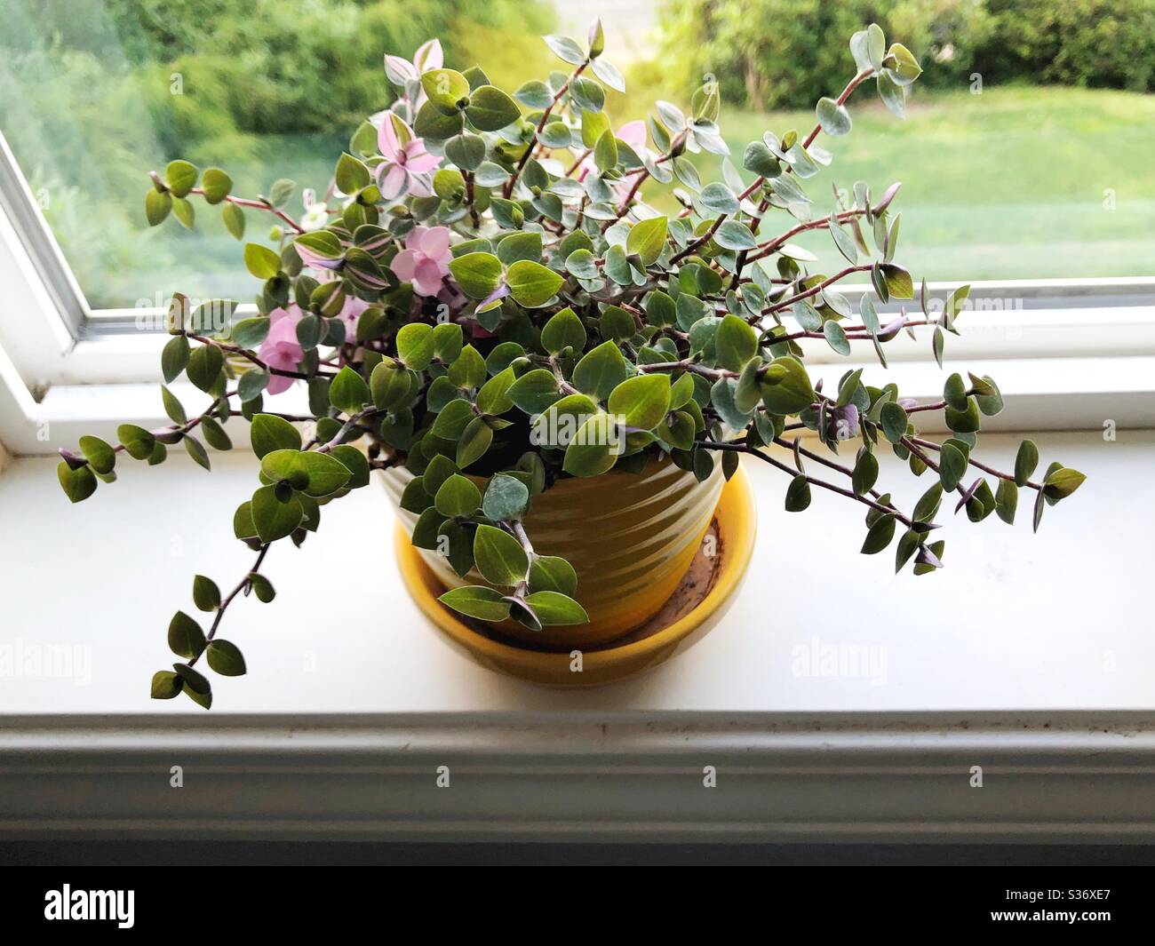Creeping inchplant houseplant. Stock Photo