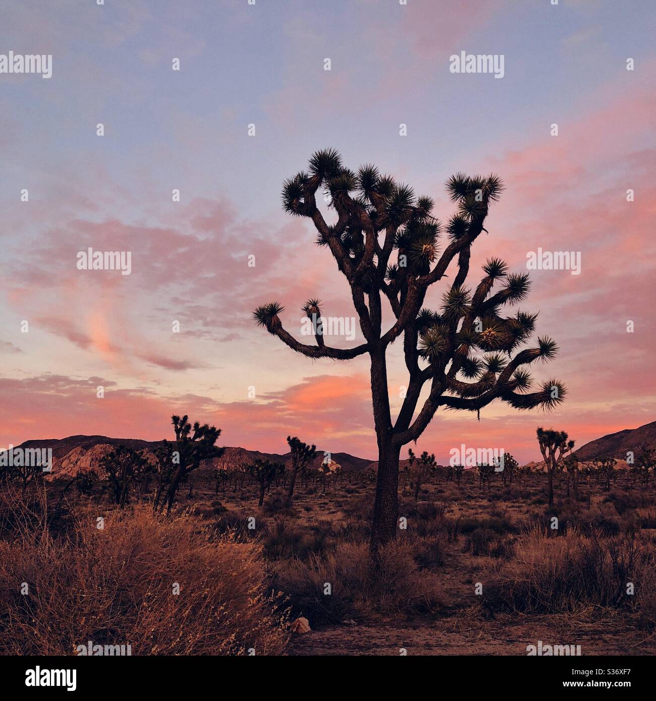 Peach sunset in Joshua Tree National Park - Smartphone Captured Stock Image