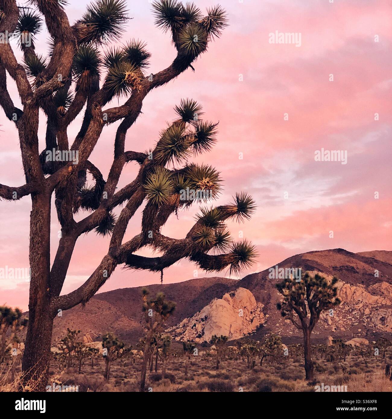 Peach sunset in Joshua Tree National Park - Smartphone Captured Stock Image