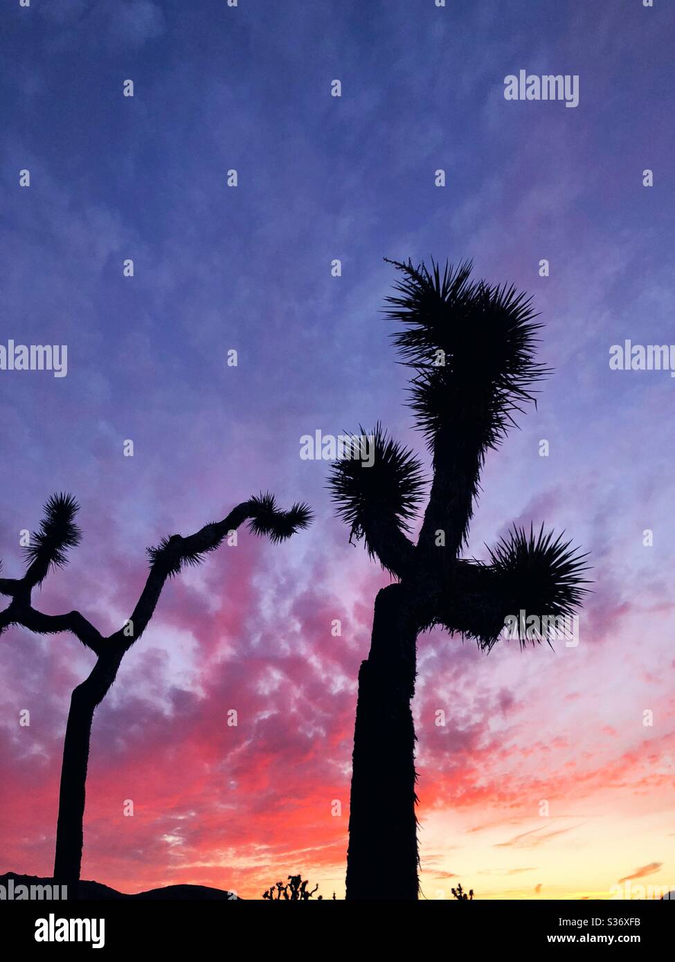 Iconic silhouettes of Joshua trees against firey desert sky - Smartphone Captured Stock Image