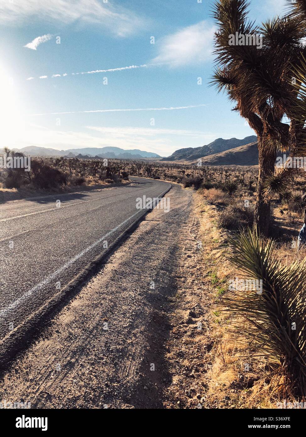 Empty road on a sunny day in Joshua Tree National Park - Smartphone Captured Stock Image