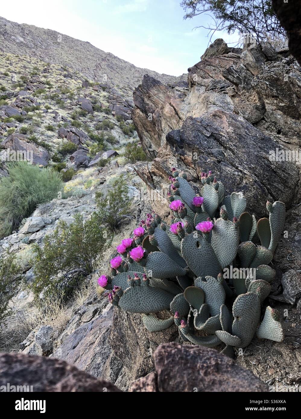 Purple palm palm springs hires stock photography and images Alamy