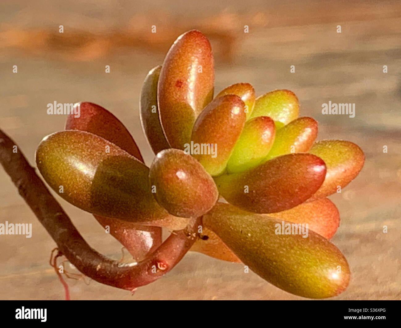 Sedum green jelly beans Succulent in amber tones closeup Stock Photo