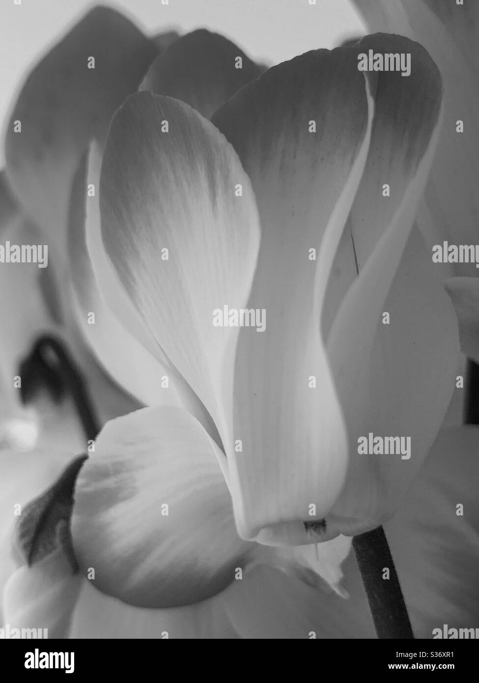 Monochrome of two toned Cyclamen petals closeup Stock Photo