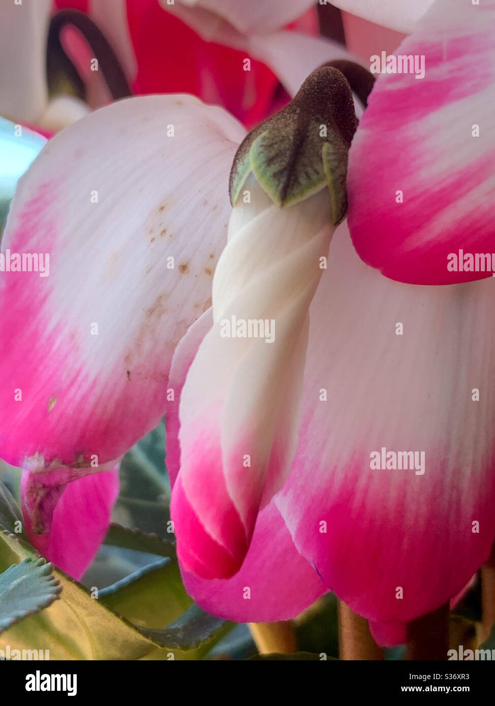 Hot pink and white Cyclamen petals still curving wrapping firmly around a bud in a spiral Stock Photo