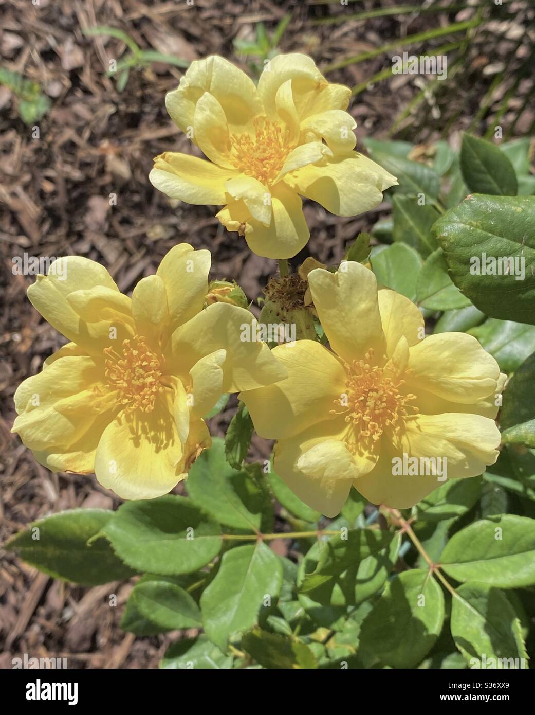 Bright yellow roses growing in a garden - Smartphone Captured Stock Image