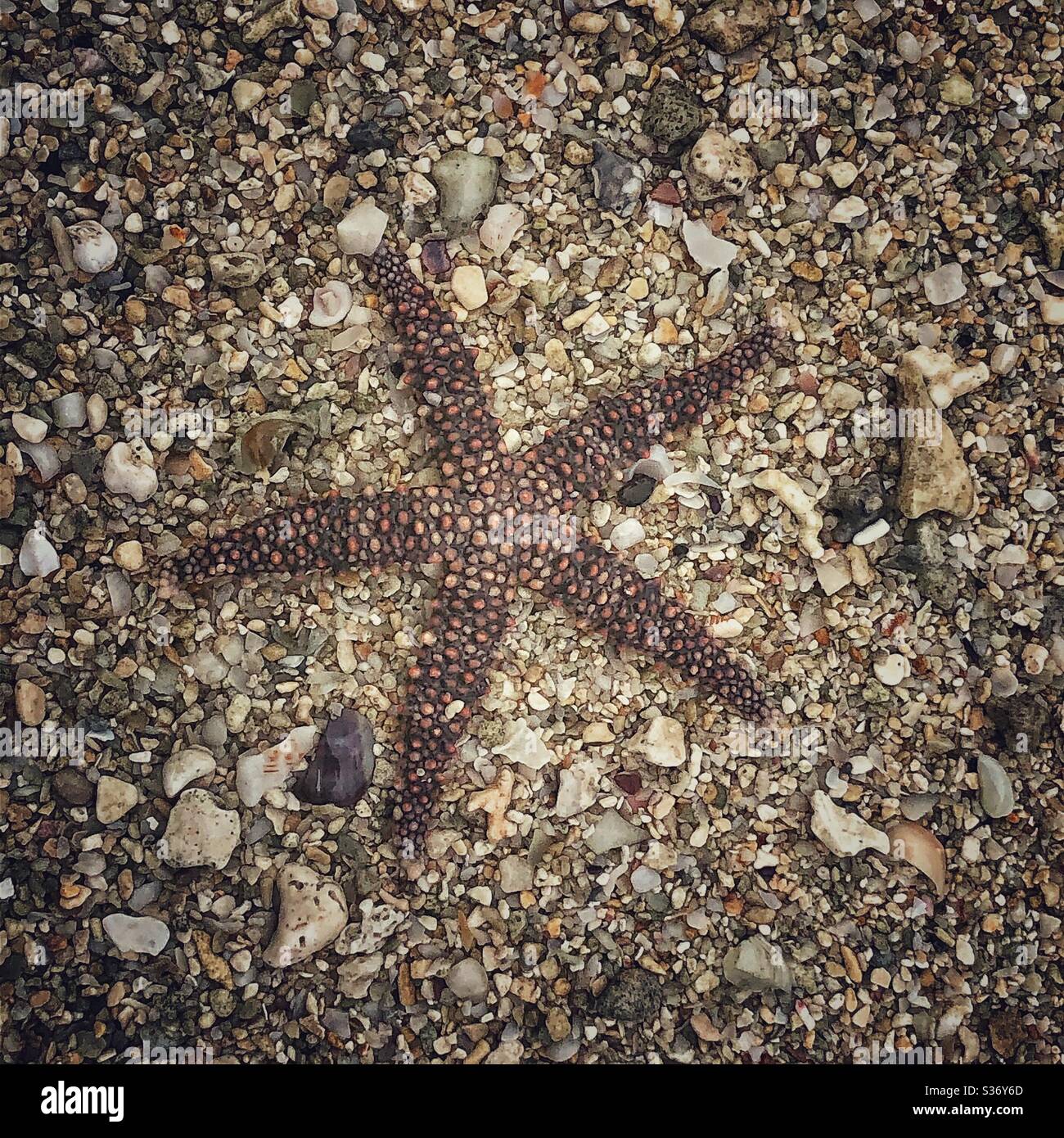 Starfish on a tropical beach in Mauritius. - Smartphone Captured Stock Image