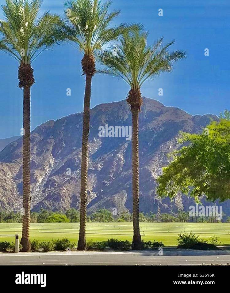 Desert Palm Trees and Mountain in La Quinta, CA Stock Photo