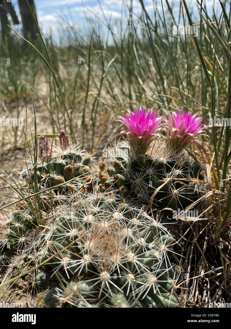 Pin cushion cactus in bloom Stock Photo