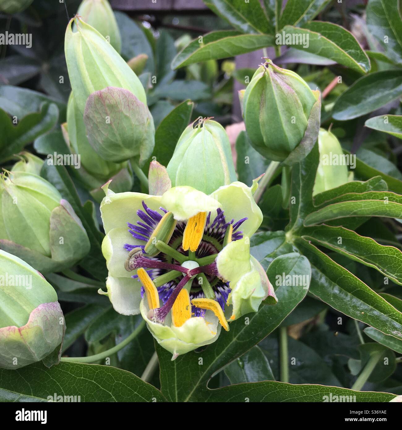 Passion flower bud beginning to bloom - Smartphone Captured Stock Image