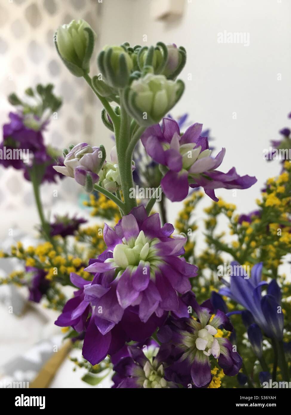 Close up of purple stock flowers - Smartphone Captured Stock Image