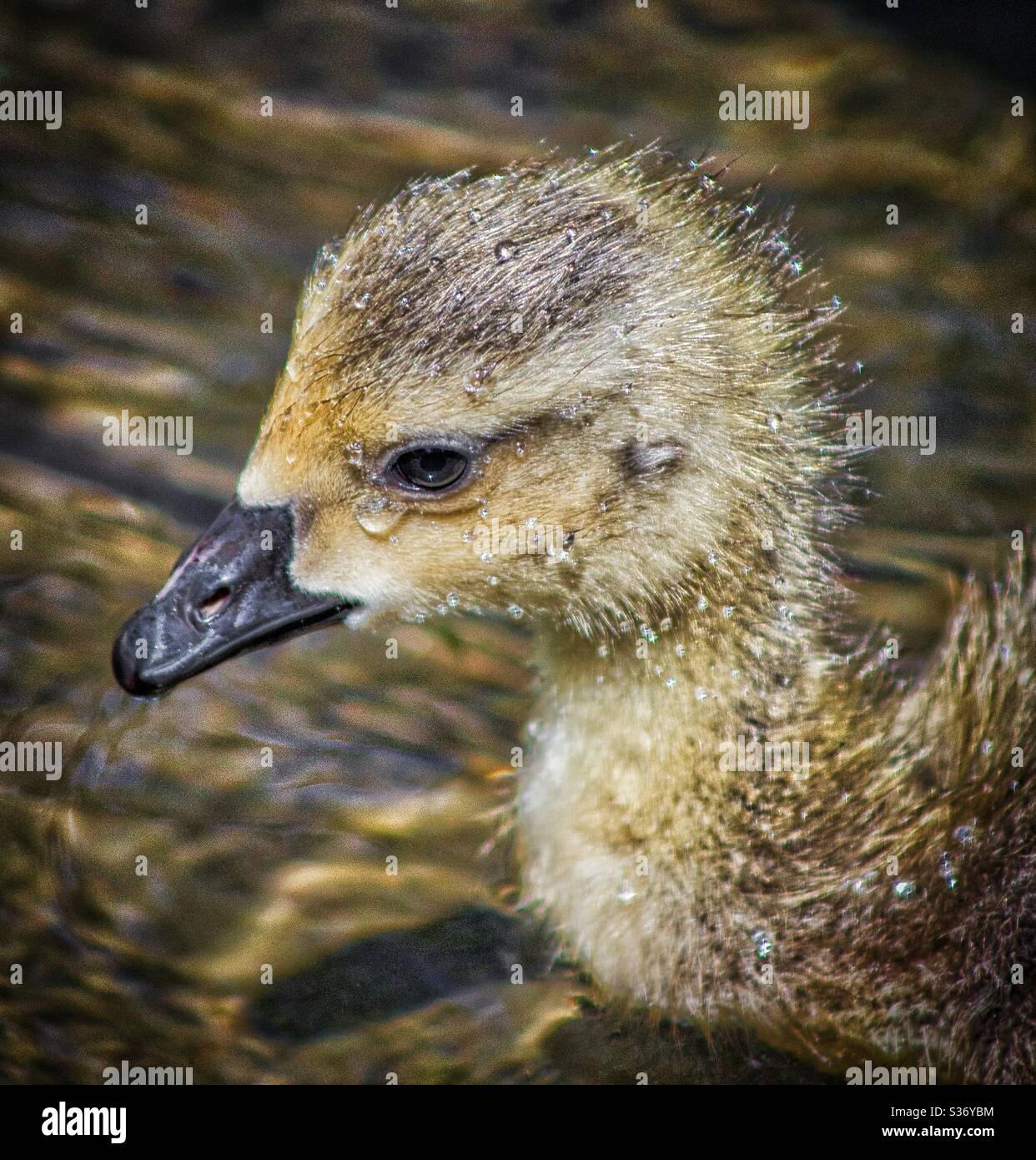 Gosling at Orrell water park Stock Photo