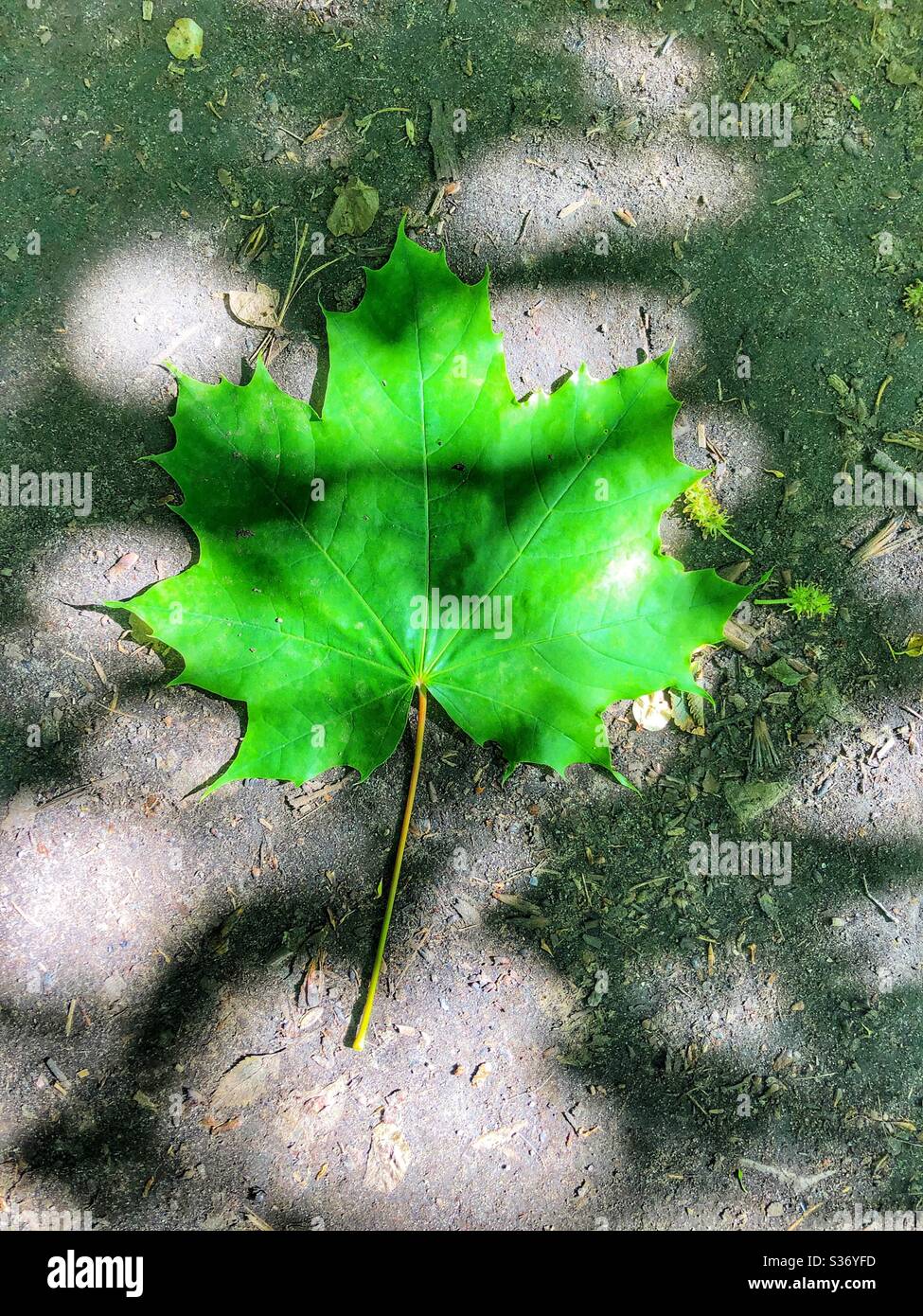 A bright green maple leaf. Stock Photo