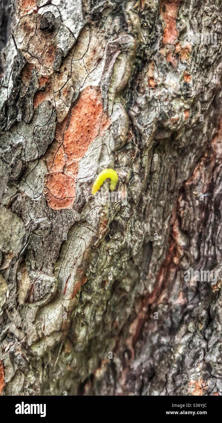 Textures in nature. - Smartphone Captured Stock Image