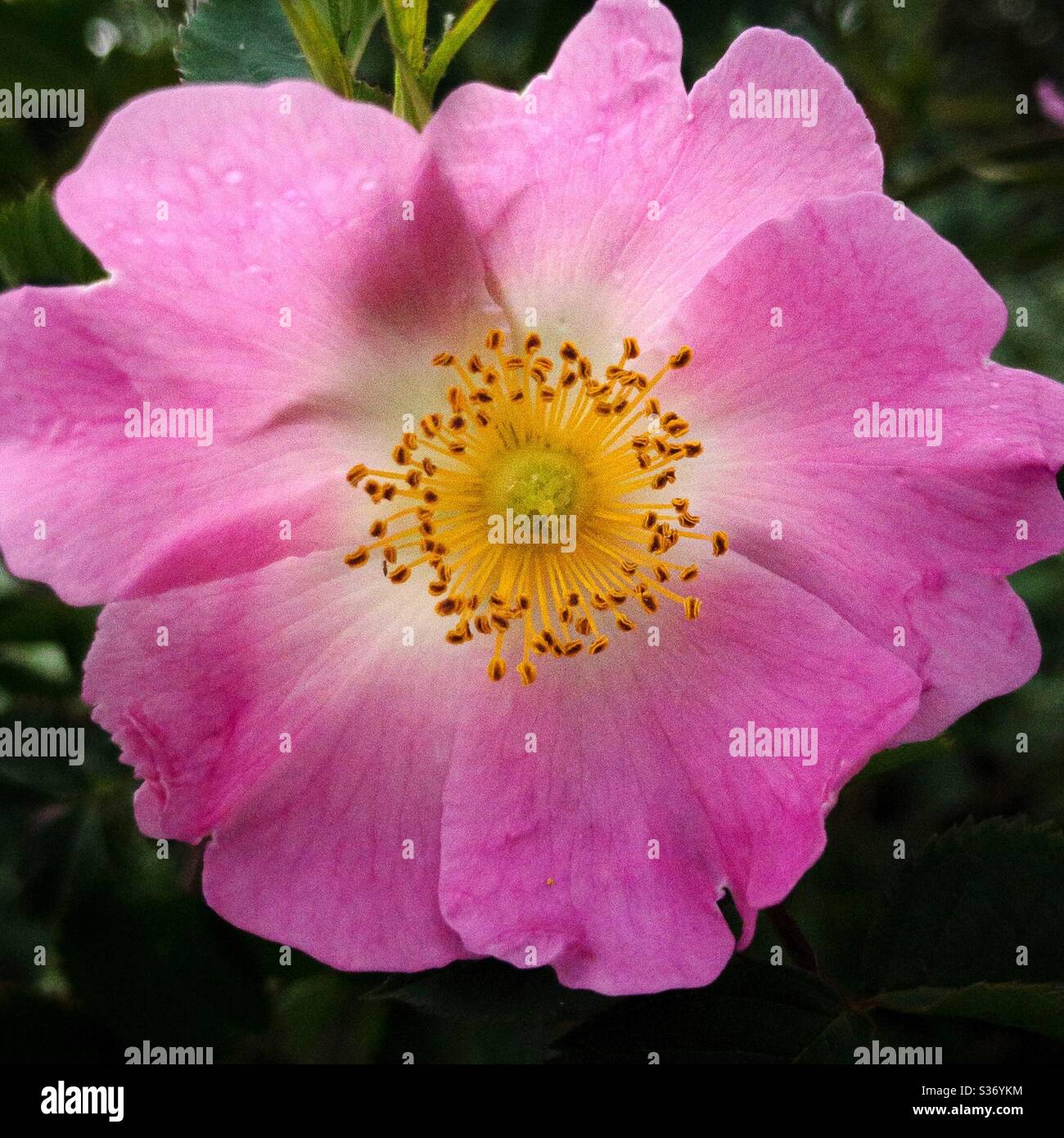 dog rose, rosa, Rosa cinnamomea, flower, closeup Stock Photo