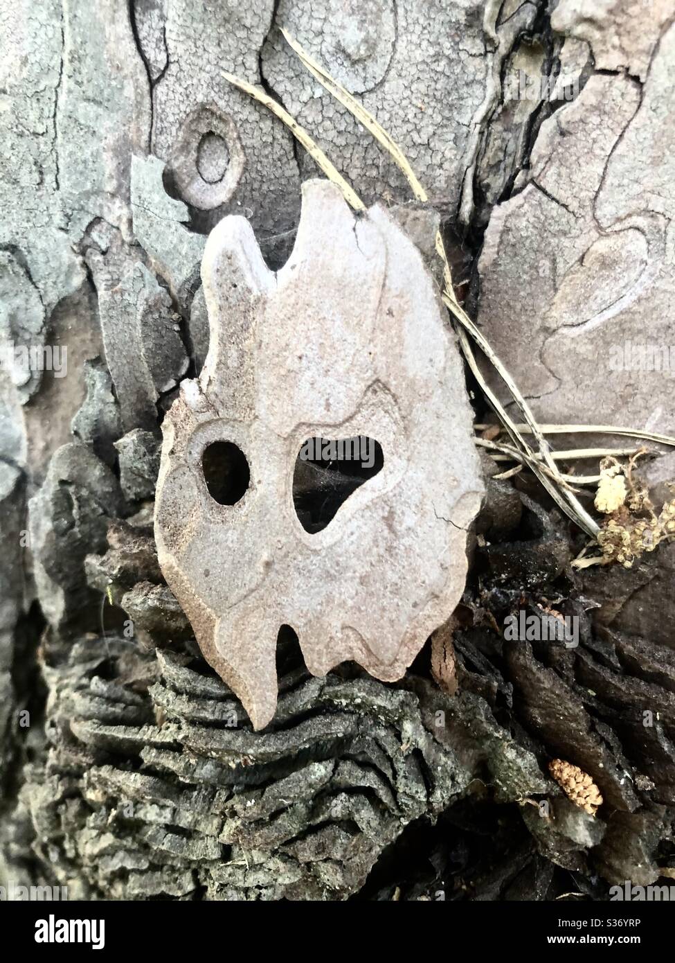Bark from tree. Looks like a mask - Smartphone Captured Stock Image
