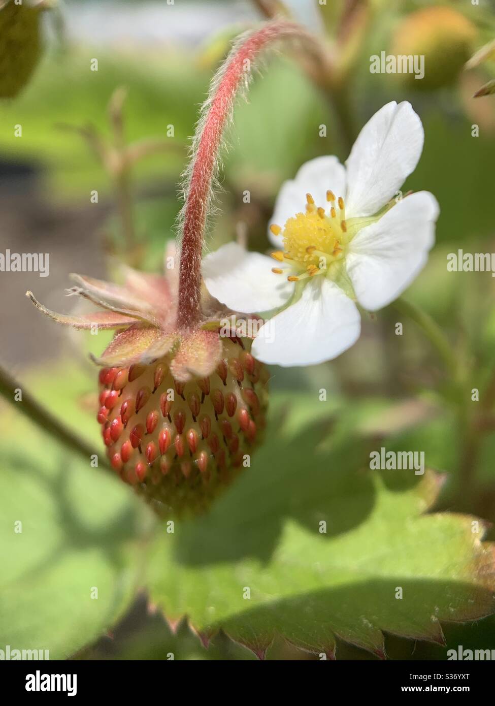 Reproducing strawberry plants hi-res stock photography and images - Alamy