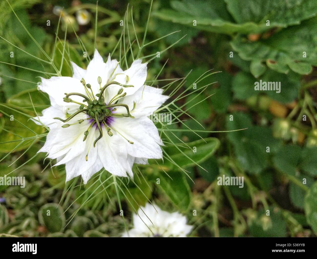 Love-in-the-mist (Nigella damascene) Persian Jewels, annual flower. - Smartphone Captured Stock Image