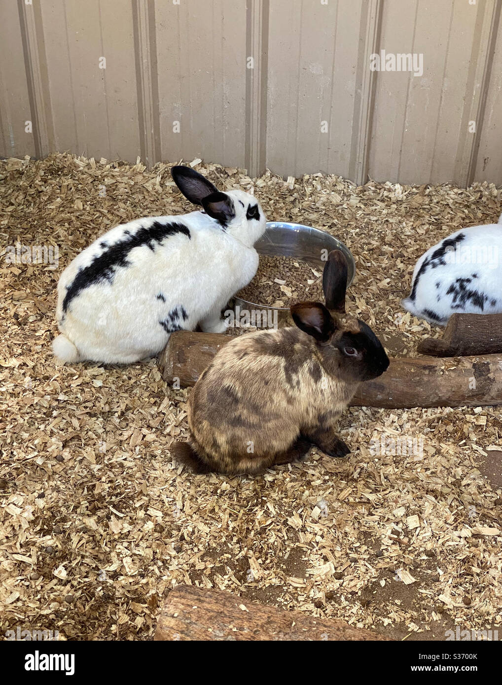 Rabbits with different colors in a feeding pen - Smartphone Captured Stock Image