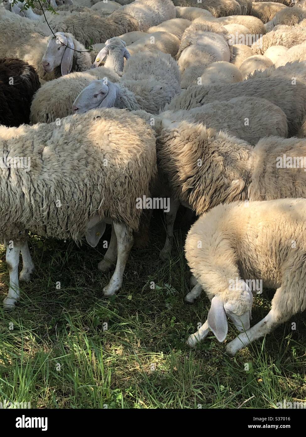 Crowd of sheep amidst wild nature in a meadow. Stock Photo