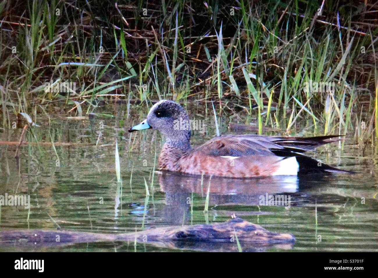 Eurasian Wigeon, Mareca penelope, North American Birds. Waterfowl, nature, wildlife, marsh - Smartphone Captured Stock Image