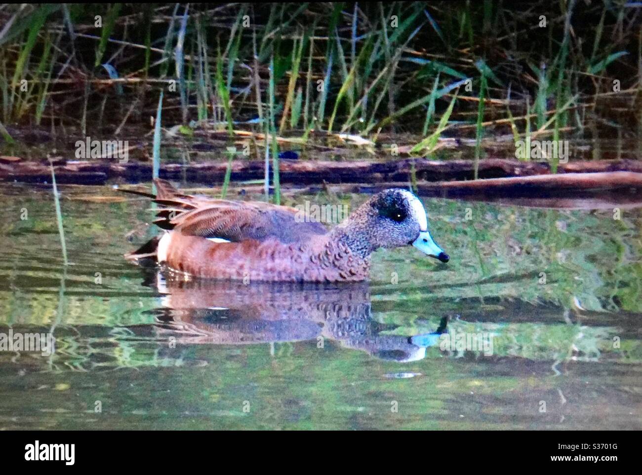Eurasian Wigeon, Mareca penelope, North American Birds. Waterfowl, nature, wildlife, marsh - Smartphone Captured Stock Image