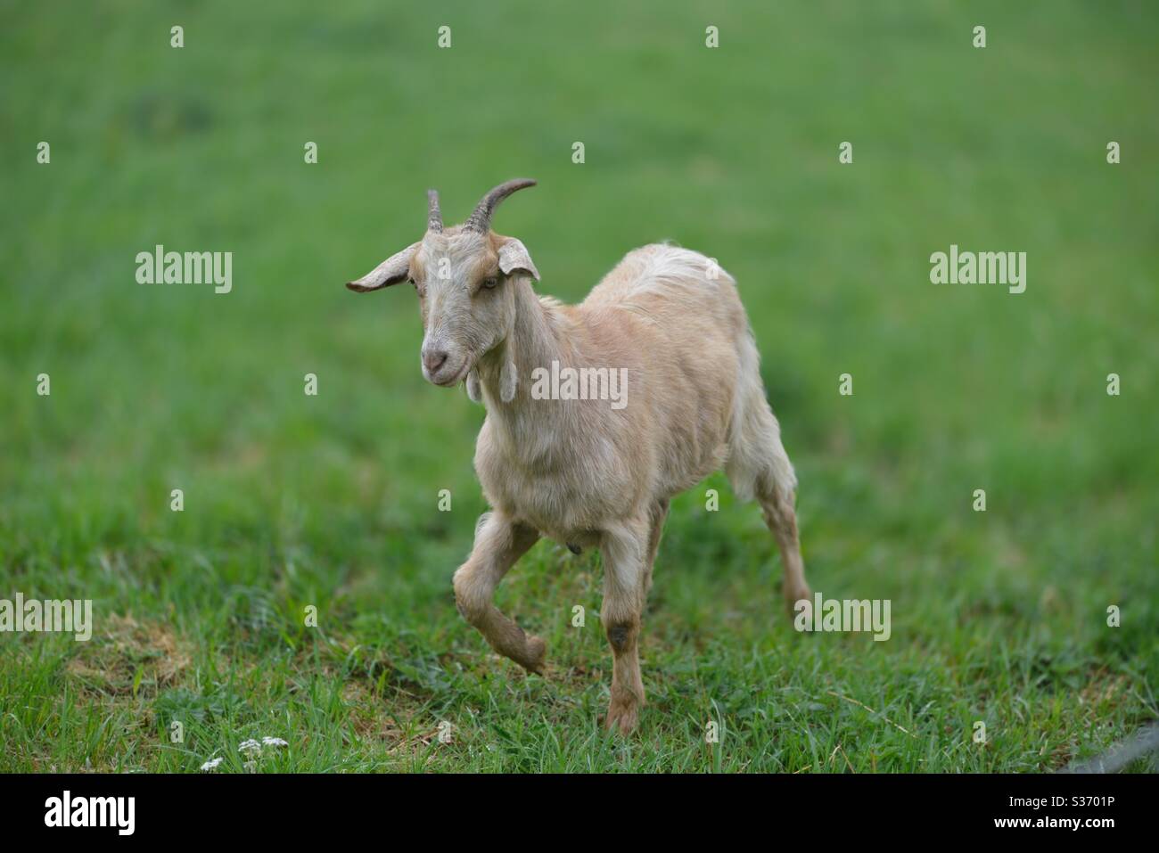 Goat running in field in Wakefield Stock Photo Alamy