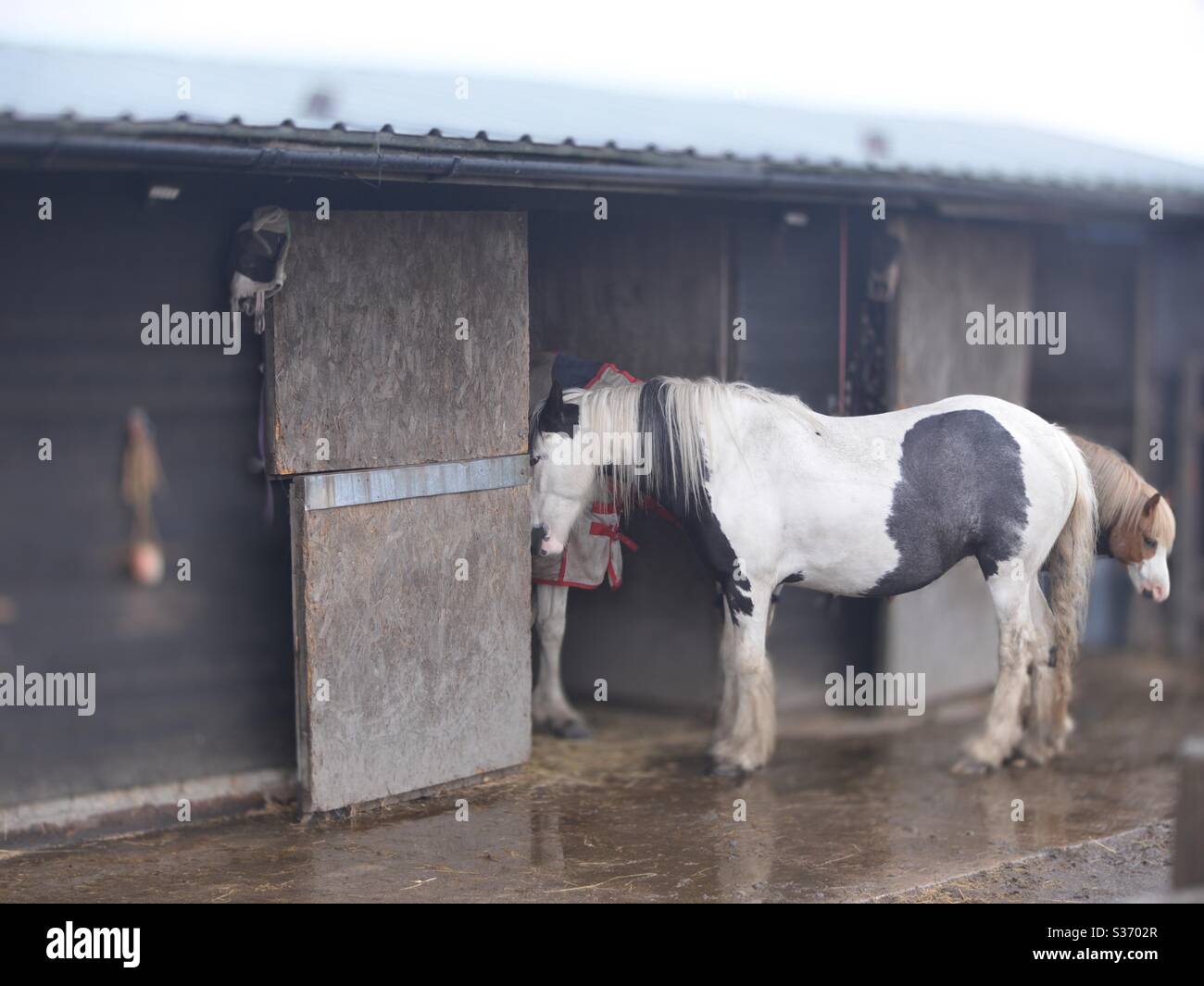 Horses at the stables in Wakefield Stock Photo Alamy