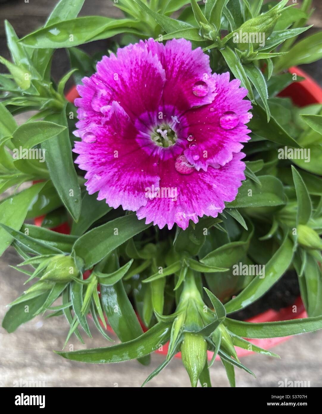 Pink Sweet William Stock Photo Alamy
