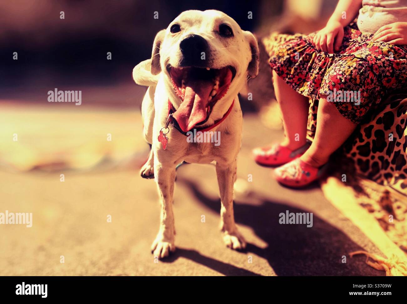 Pet dog in garden with child on a summers day. Dog panting - Smartphone Captured Stock Image