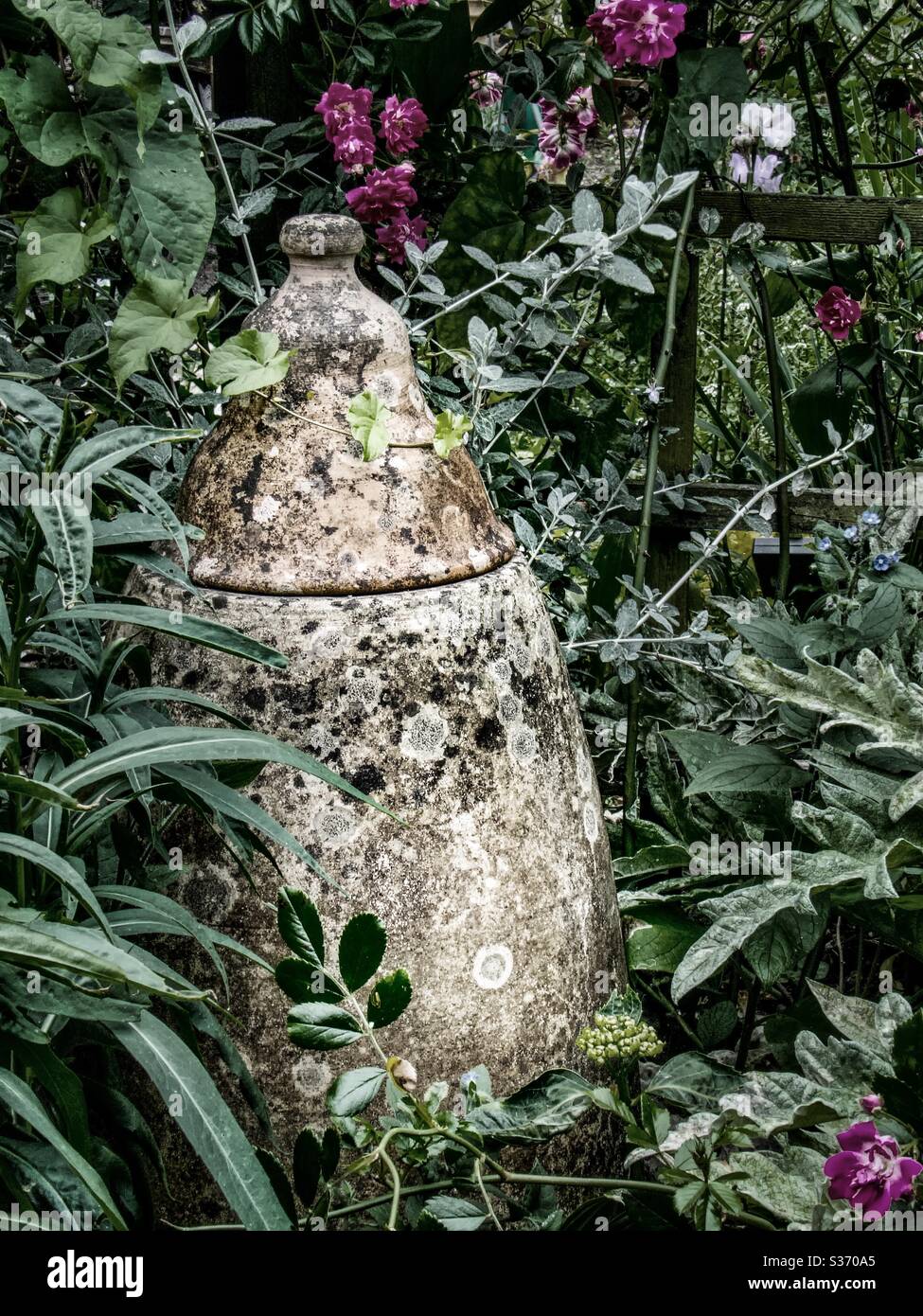 Beautiful large clay jar with rounded body and bell-shaped lid amongst various kinds of plants. Aged surface and faded colour of the jar set against the green of leaves. Flowers add dashes of purple. Stock Photo
