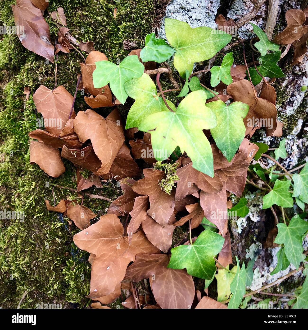 Dead and fresh Ivy (Hedera helix) leaves on oak tree trunk. - Smartphone Captured Stock Image