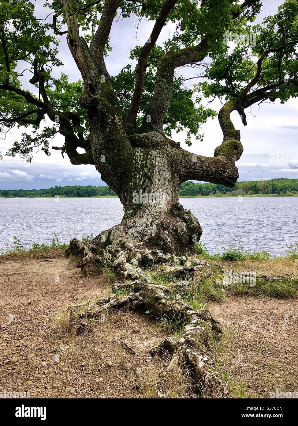 Ancient Oak tree at edge of lake in the Brenne national park and nature reserve, Indre, France. - Smartphone Captured Stock Image