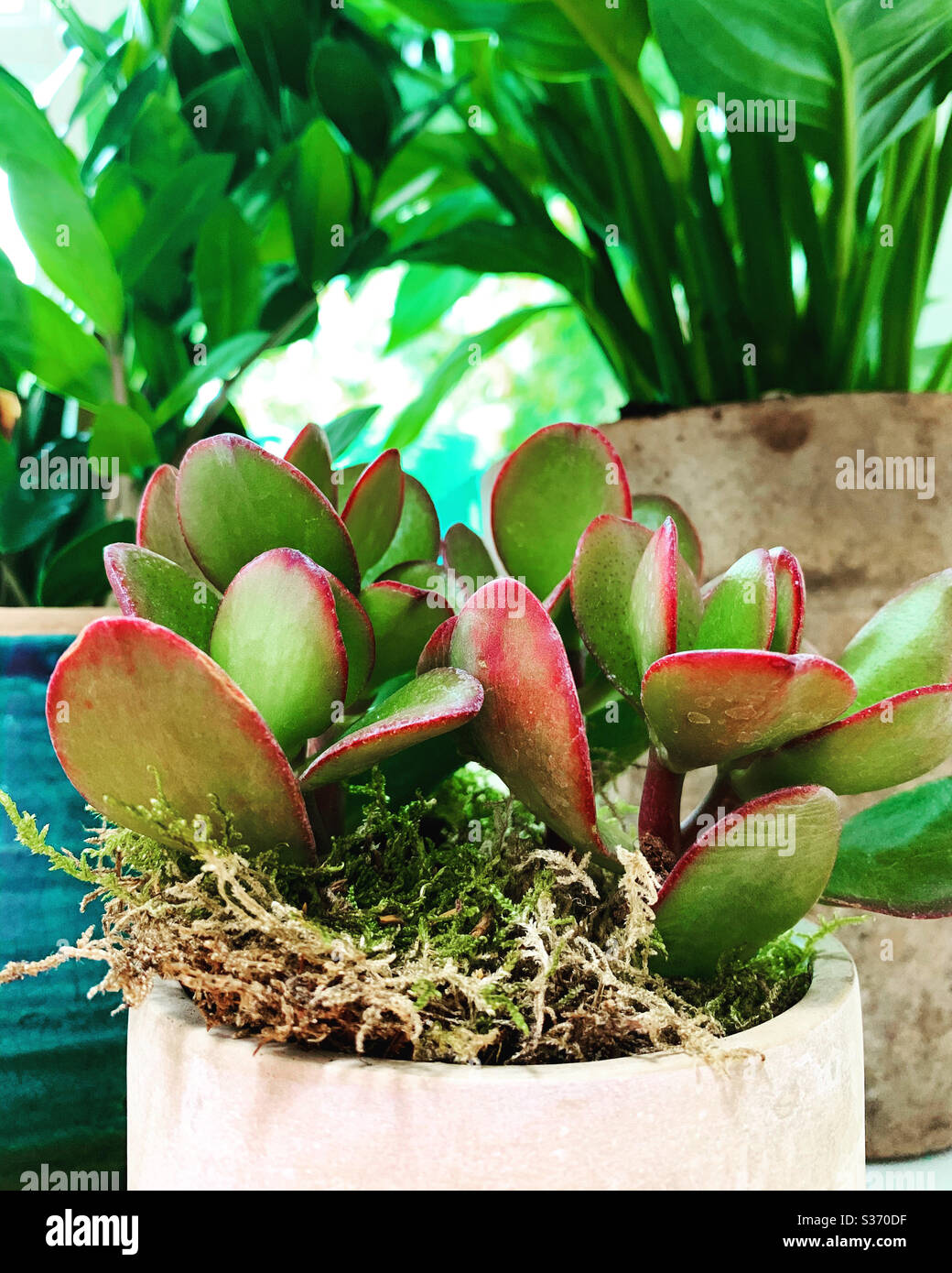 House Plants - Smartphone Captured Stock Image