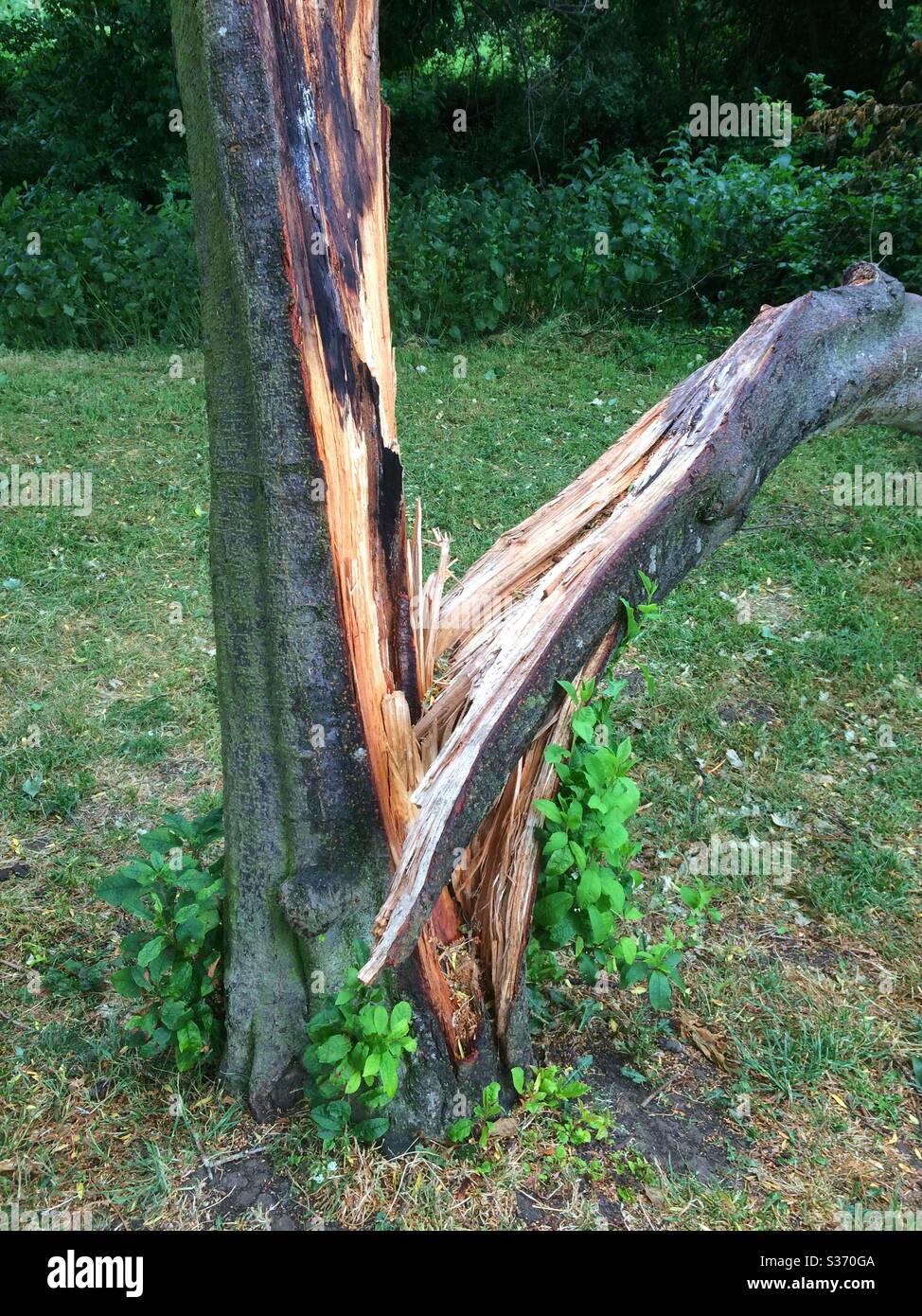 Tree split in two, after being struck by lightning. Scorch marks can
