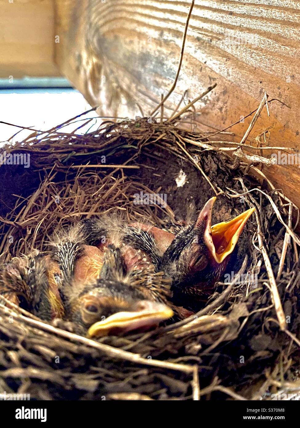 Baby robins in nest Stock Photo