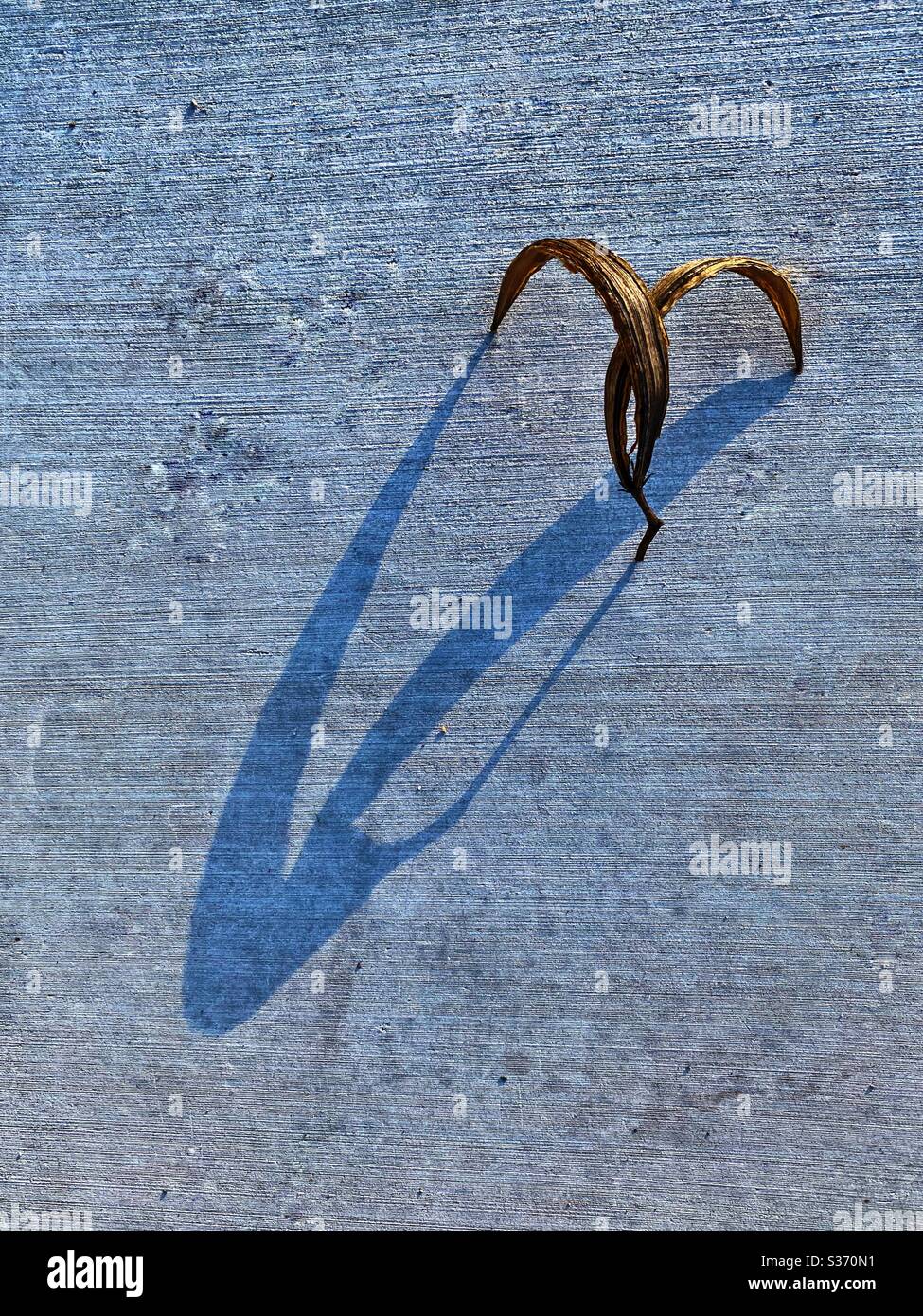 Dried leaf with shadow on concrete Stock Photo