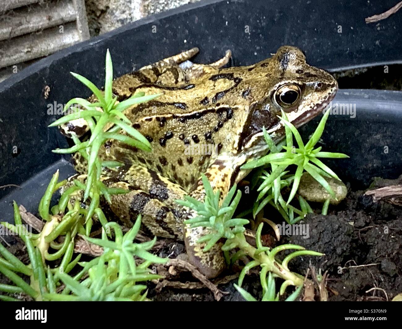 My garden friend the frog. Stock Photo