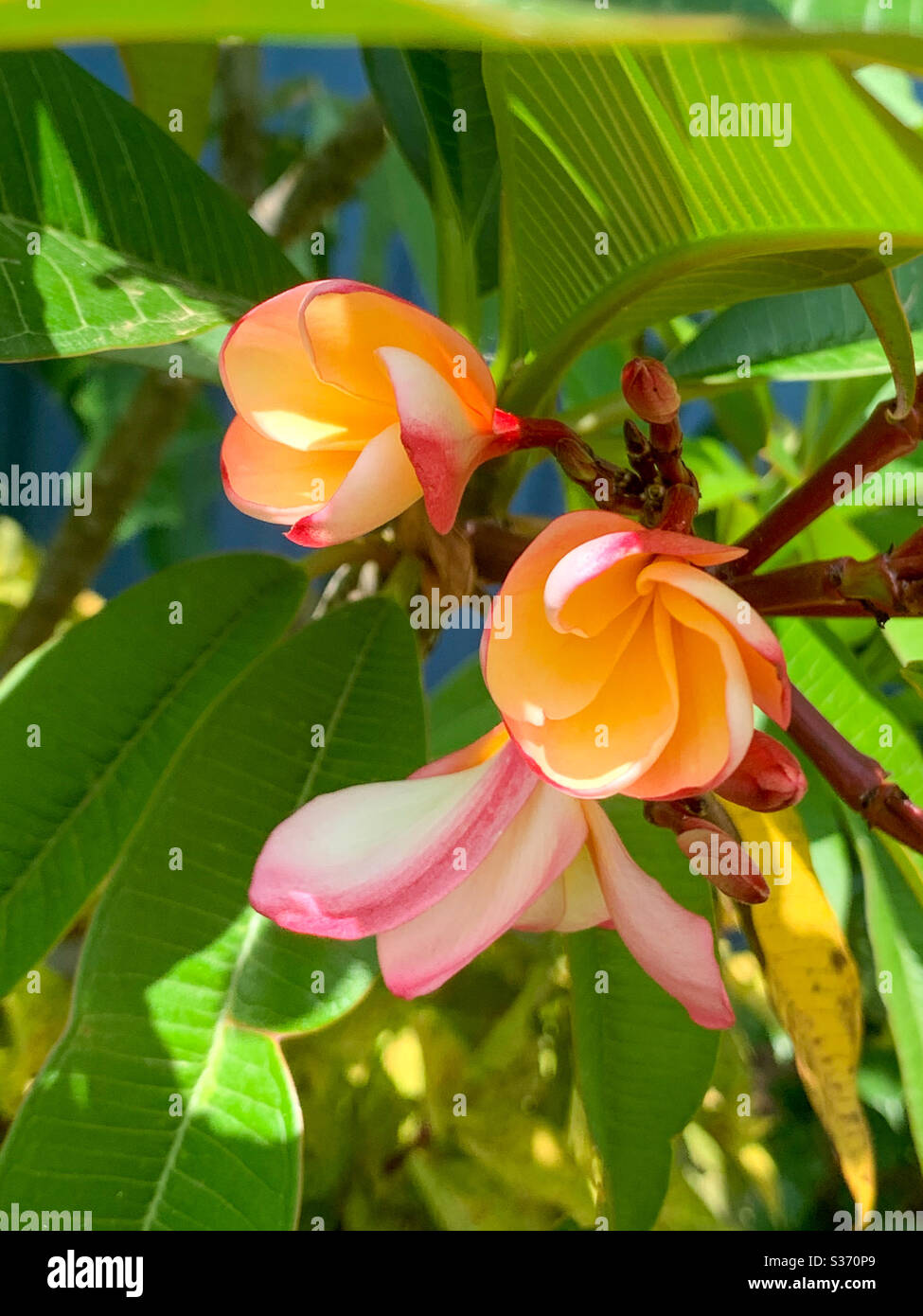 Spirals of orange and pink Frangipani or Plumeria flowers and buds in the process of blooming and opening - Smartphone Captured Stock Image
