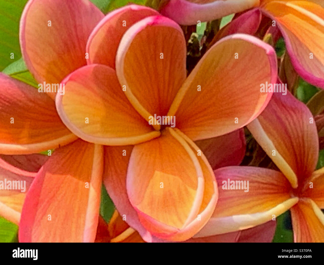 Closeup of apricot orange and pink Frangipani flowers from the front - Smartphone Captured Stock Image