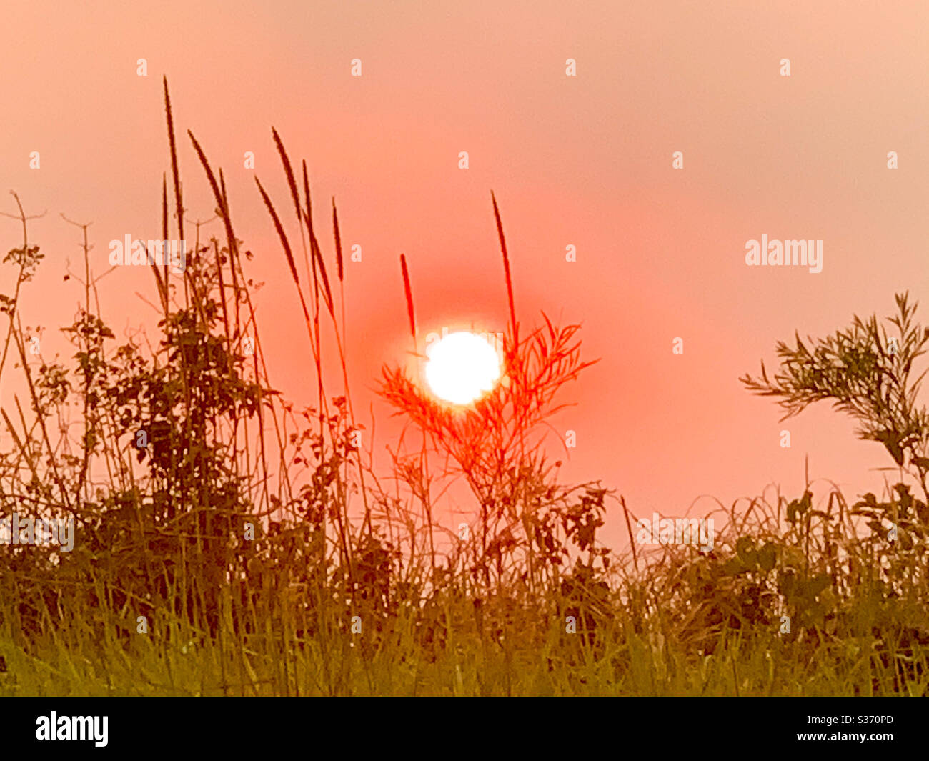 Red sun setting in Smokey pink orange sky with grasses and reefs in the foreground - Smartphone Captured Stock Image