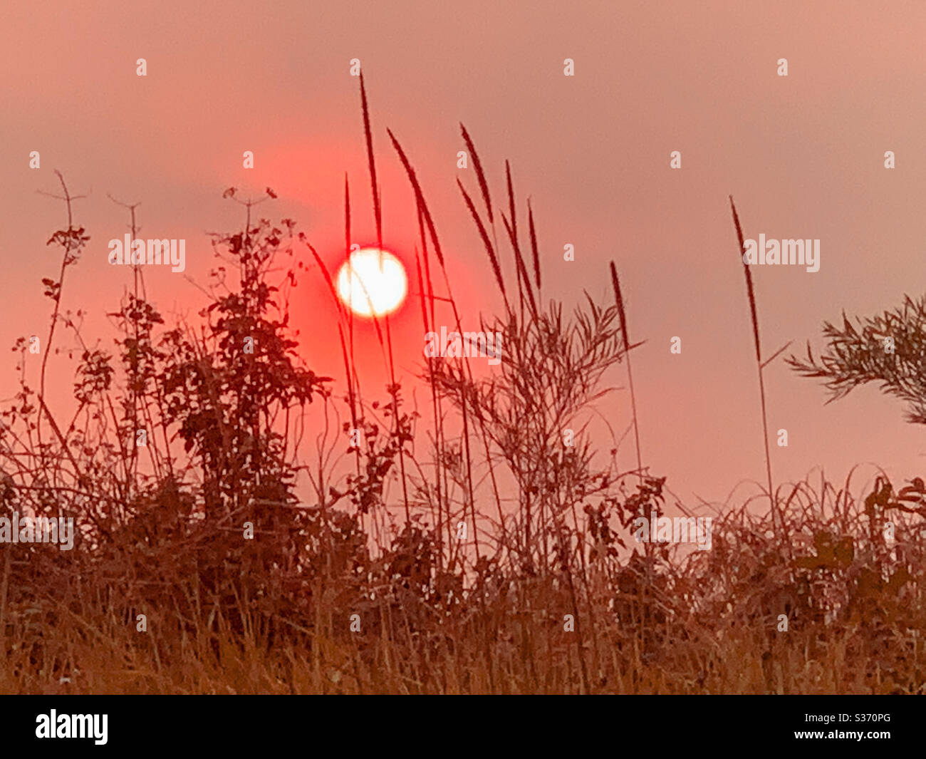 Red sun in the orange sky behind grasses - Smartphone Captured Stock Image