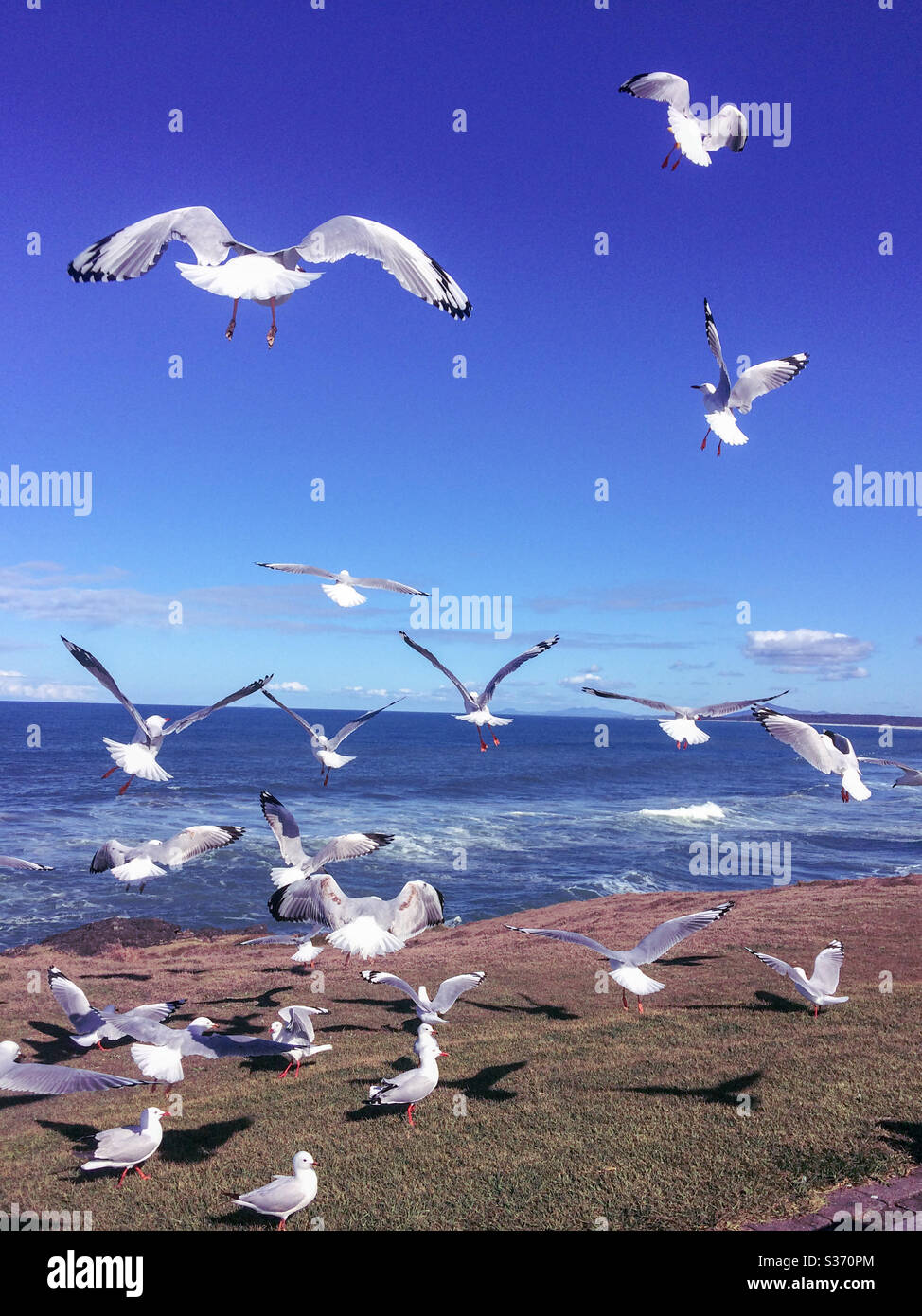 Birds with water views. Flock of Seagulls taking flight by the sea into the blue sky above the blue sea - Smartphone Captured Stock Image