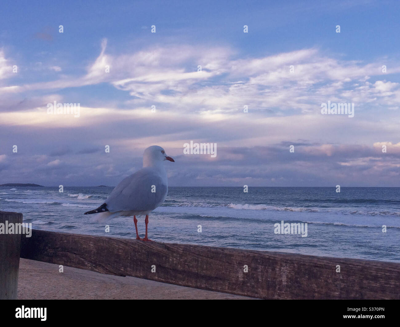 Alone, a solitary seagull contemplating by the sea - Smartphone Captured Stock Image