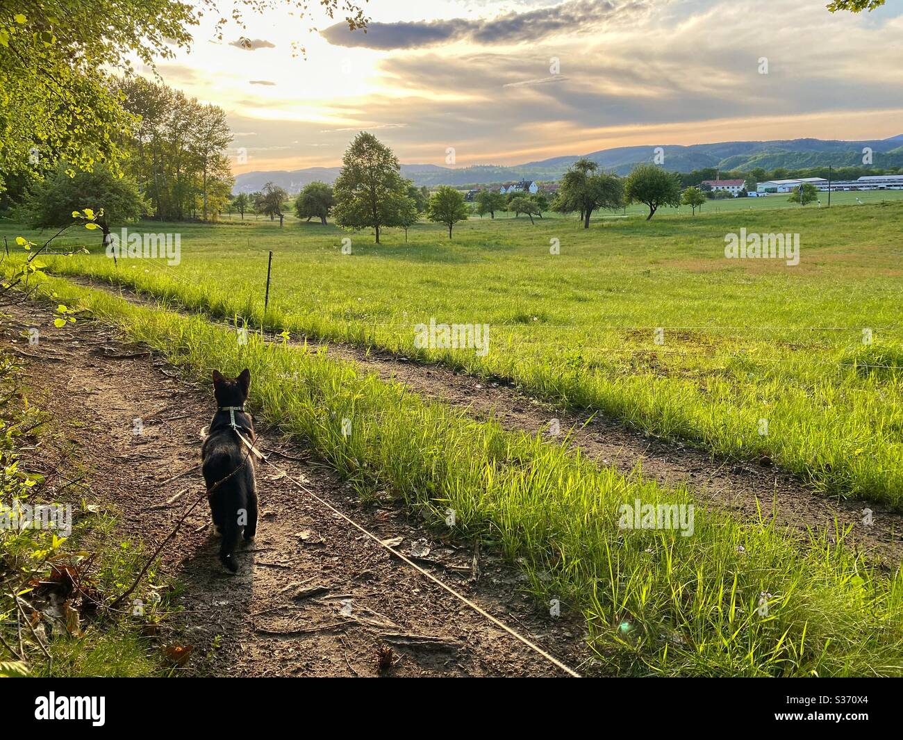 Walking cat on a leash in the nature Stock Photo